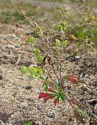 IMG_0530