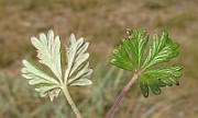 IMG_0532