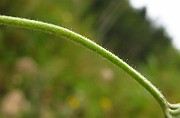IMG_3716