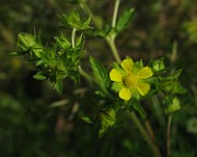 IMG_7455