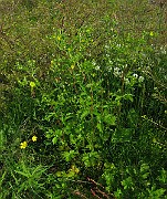 IMG_7458
