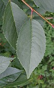 IMG_4981