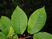 IMG_4291