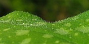 IMG_3009