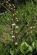 Pyrola_rotundifolia1
