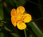 IMG_6350