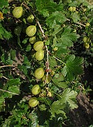 IMG_0152
