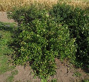 IMG_0153