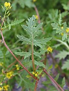 IMG_1711