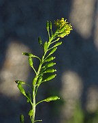 IMG_1716