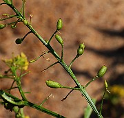 IMG_6289