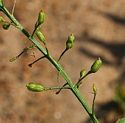 IMG_6290