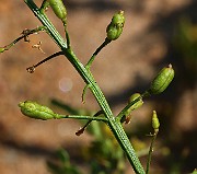 IMG_6291