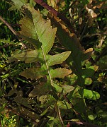 IMG_7461