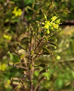IMG_7462