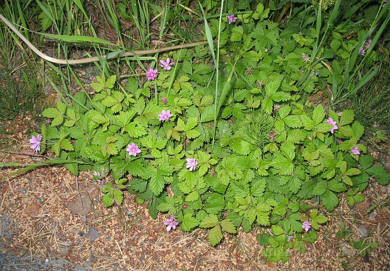 Rubus_arcticus1.jpg