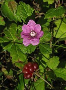 IMG_4157