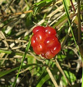 IMG_4159