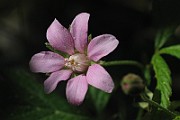 WildFlower11