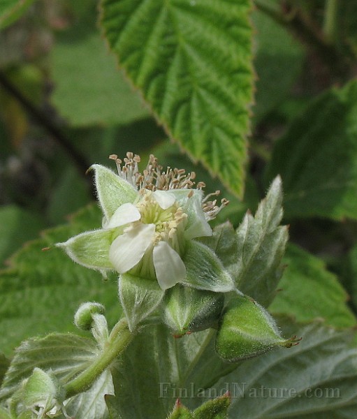 Rubus_idaeus2.jpg