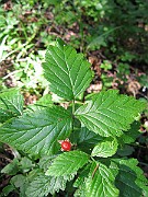 IMG_3330