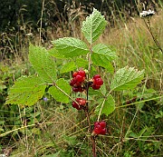 IMG_5899