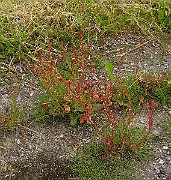 IMG_6335