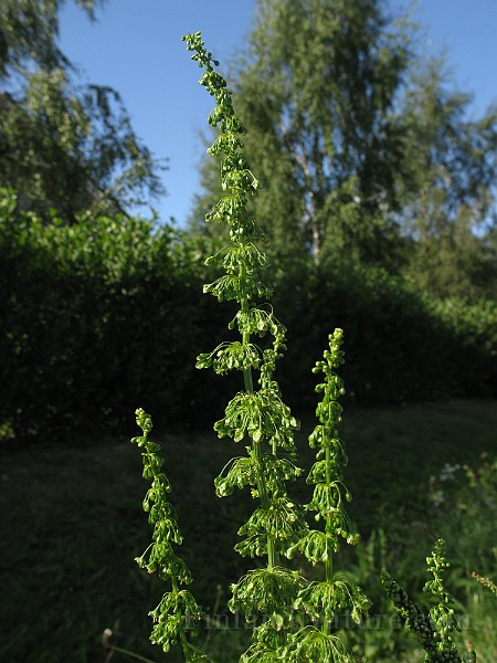 IMG_4480.jpg
