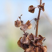 IMG_0900