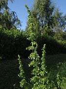 IMG_4480