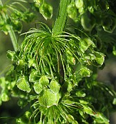 IMG_4484(2009)
