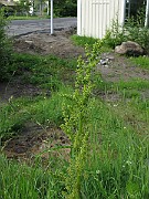 IMG_6557