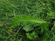 IMG_6558