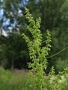 IMG_6559