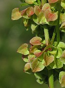 IMG_8031