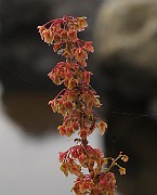 IMG_0192