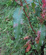IMG_0193