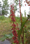 IMG_0195