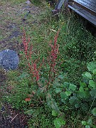 IMG_0196
