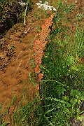 IMG_6303
