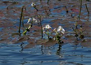 IMG_8767