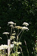 IMG_0942