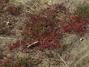 IMG_9734