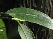 IMG_7273b