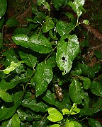 IMG_7169