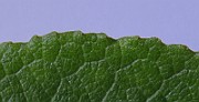 IMG_7242