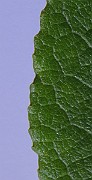 IMG_7242b