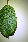 IMG_7243