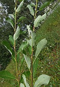IMG_7283