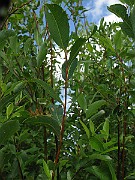 IMG_2070